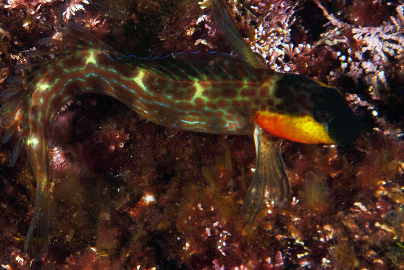 Microlipophrys canevae
